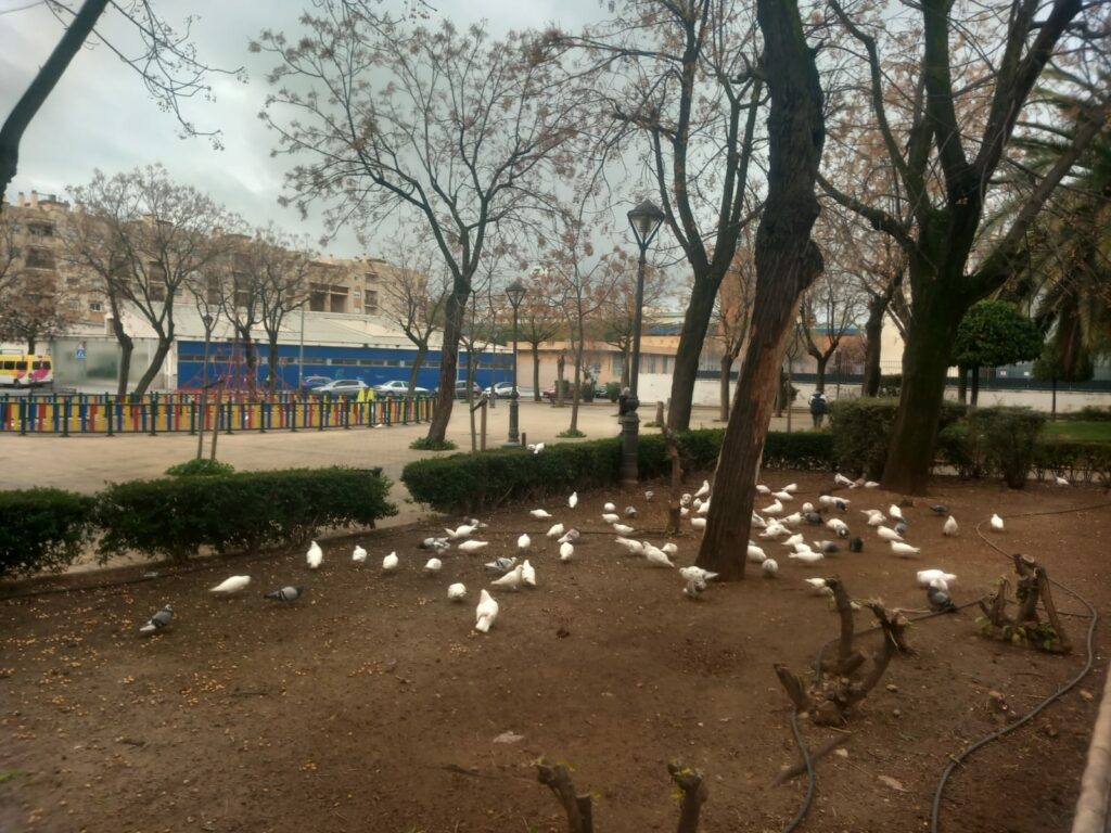 Una bandada de palomas alimentándose en un parque