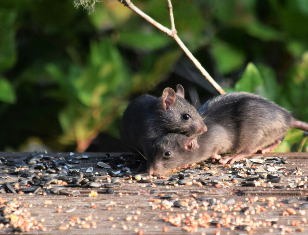 Control y eliminación de plaga de ratones